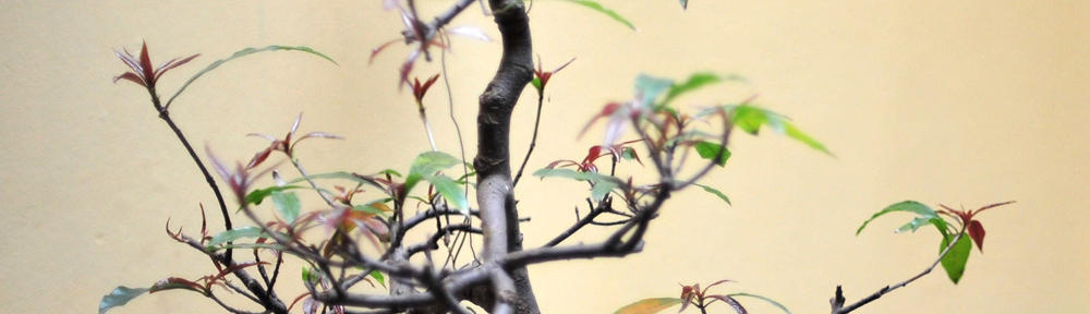 Safe Pregnancies Foundation